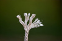 cotton rope